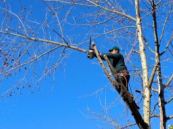 Aerial tree cutting in Bedfordshire