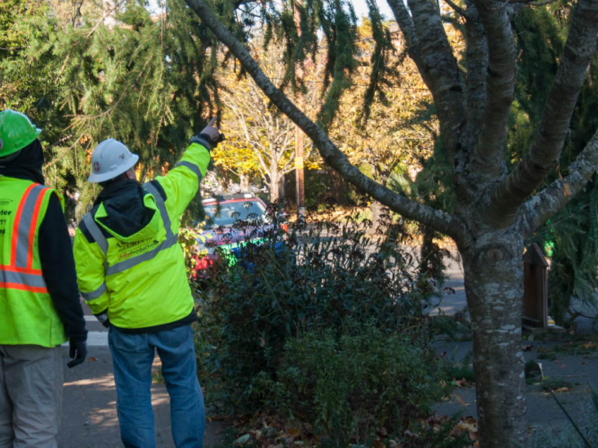 General Tree Care in Letchworth